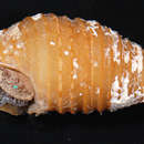 Image of <i>Turridrupa modesta</i>