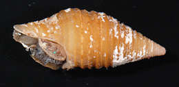 Image of <i>Turridrupa modesta</i>