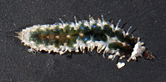 Image of Phyllodocida