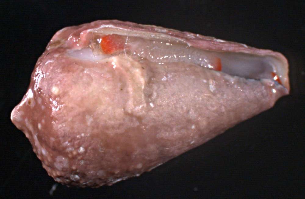 Image of cone snails