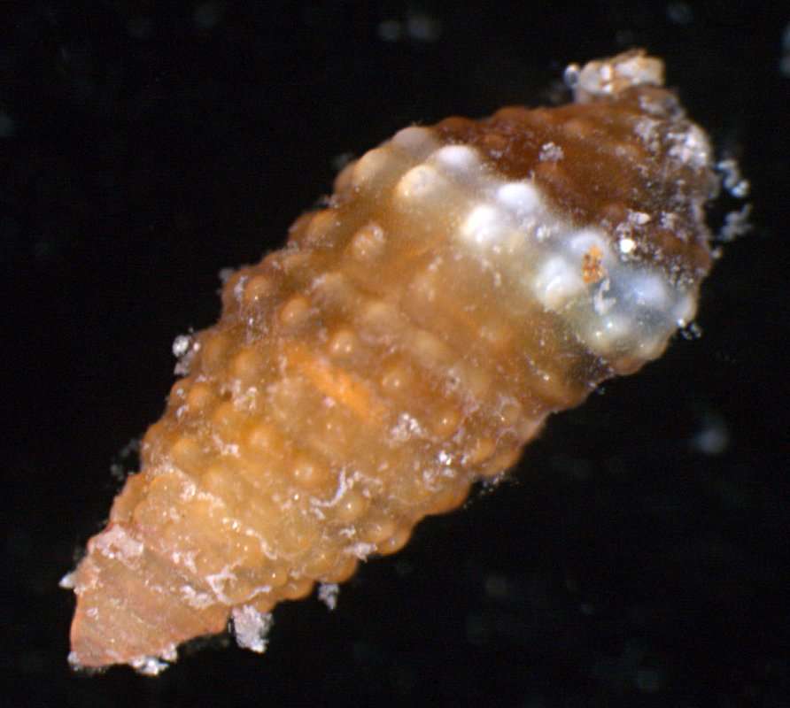 Image of Horaiclavidae Bouchet, Kantor, Sysoev & Puillandre 2011