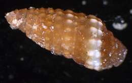 Image of Horaiclavidae Bouchet, Kantor, Sysoev & Puillandre 2011