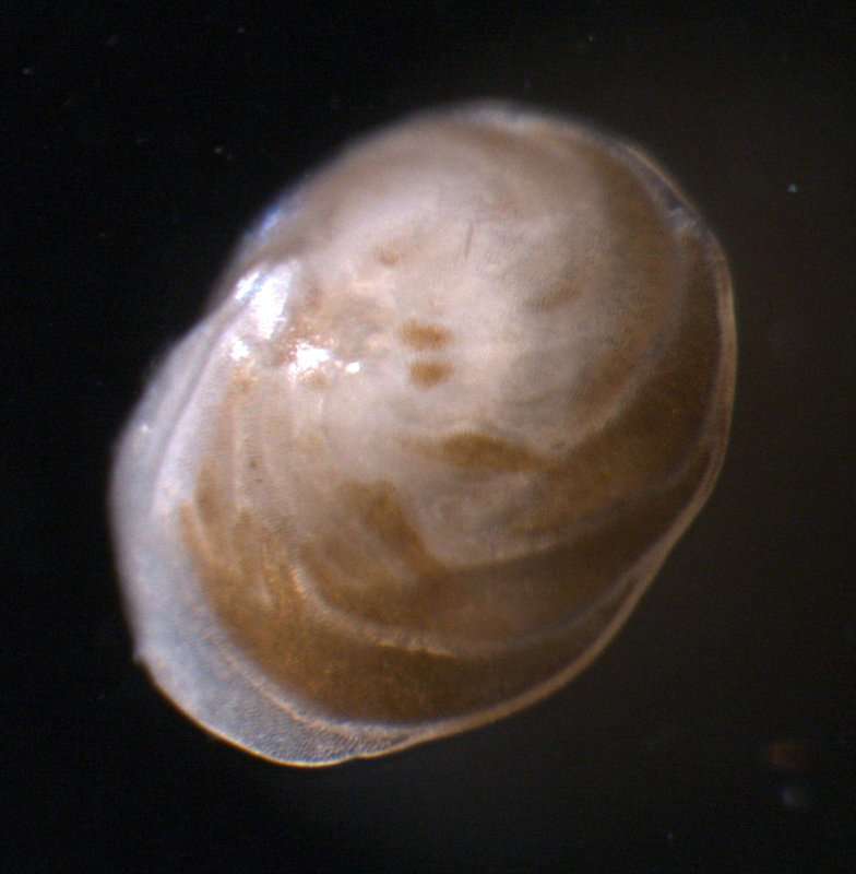 Слика од Asterigerinoidea d'Orbigny 1839