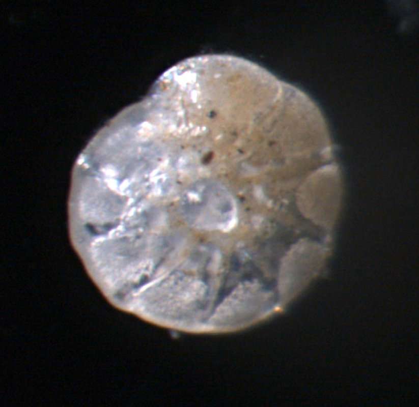 Image of Ammoniinae