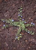 Image of bindweed