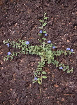 Image of bindweed