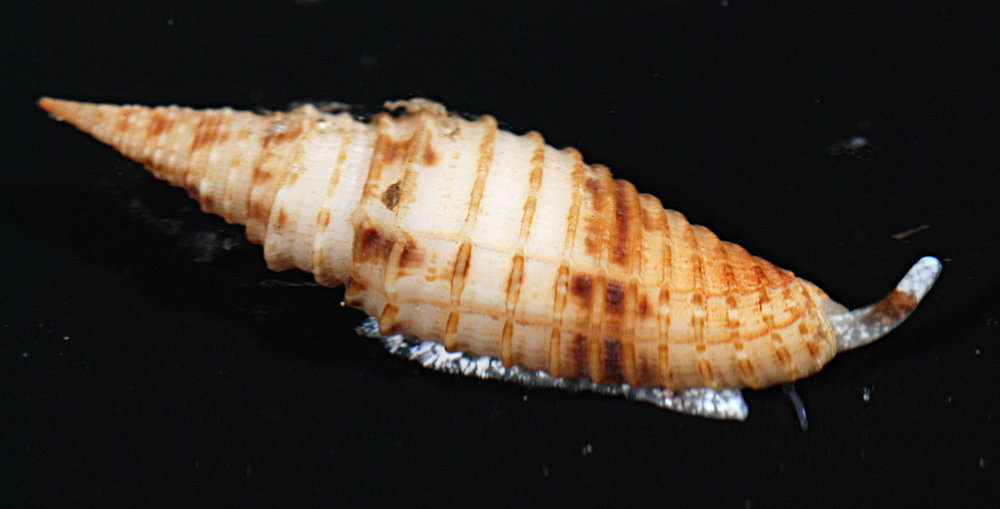 Image of Mitroidea