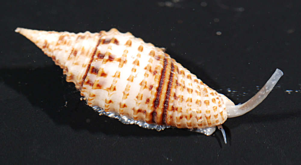 Image of Mitroidea