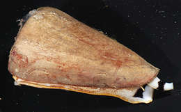 Image of cone snails