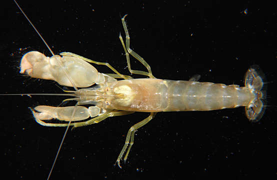 Image of snowflake snapping shrimp