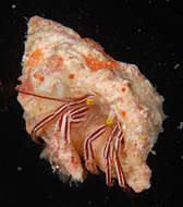 Image of <i>Pylopaguropsis fimbriata</i>