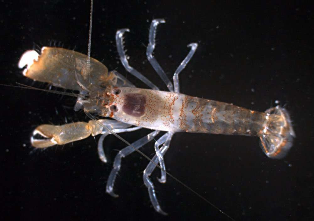 Image of <i>Metalpheus paragracilis</i>