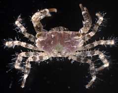 Image of Gorilla crabs