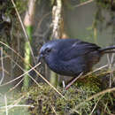 Image of Diademed Tapaculo