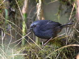 Image of Diademed Tapaculo