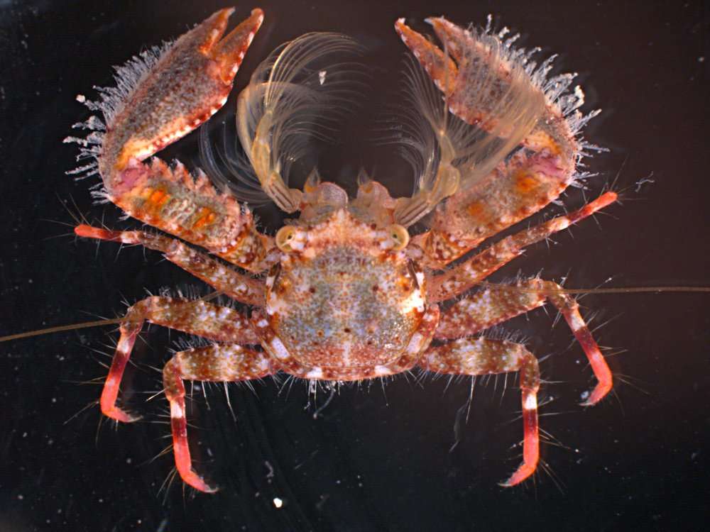 Image of squat lobsters