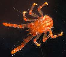 Image of <i>Galathea tongi</i>