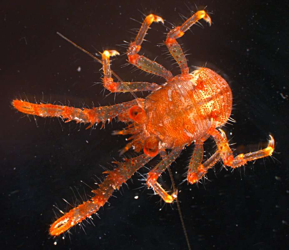 Image of <i>Galathea tongi</i>