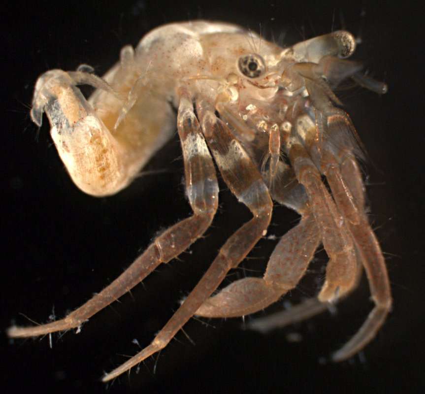 Image of <i>Pagurixus nomurai</i>