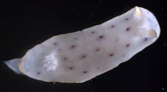 Image of Euctenidiacea