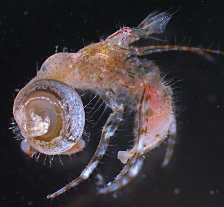 Image of Pagurixus