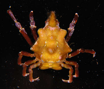 Image of Simocarcinus