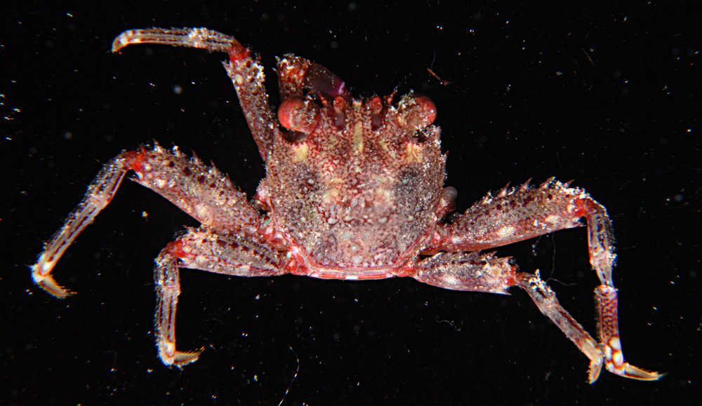 Image of Flat Crabs