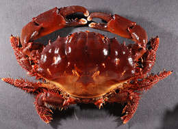 Image of Reef crab