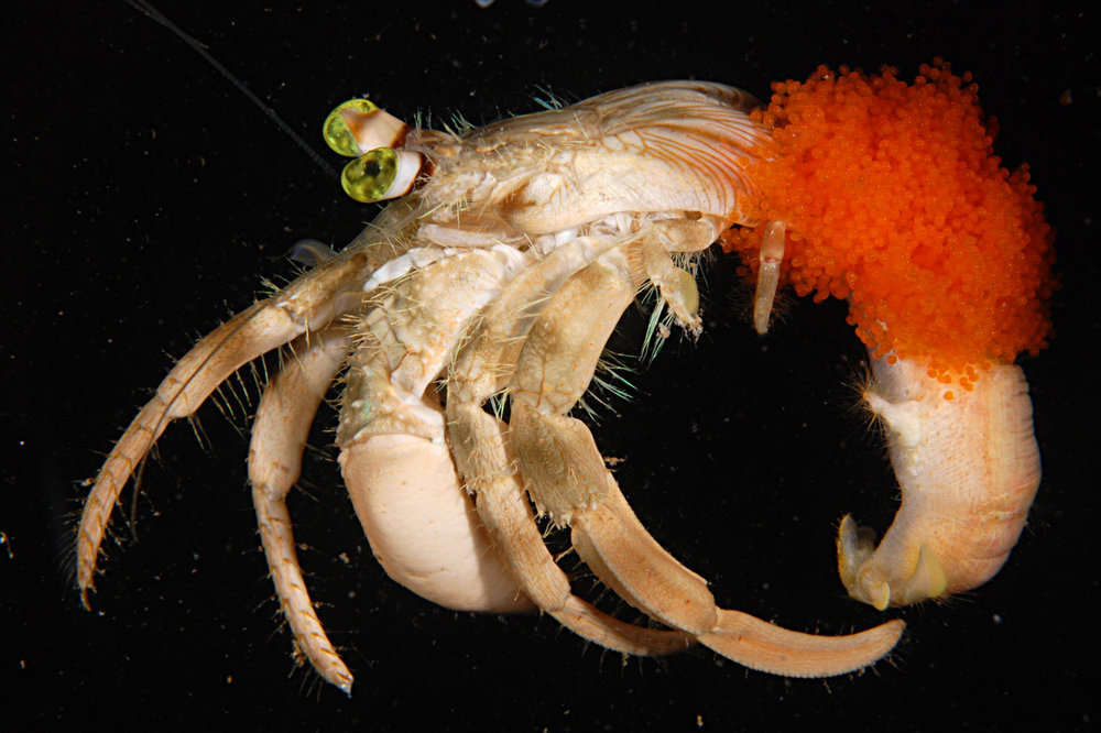 Image of pale anemone hermit crab
