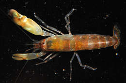 Image of brownbar snapping shrimp