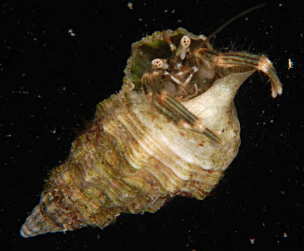 Image de <i>Clibanarius striolatus</i>