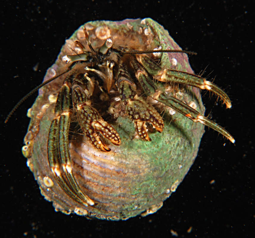 Sivun <i>Clibanarius striolatus</i> kuva