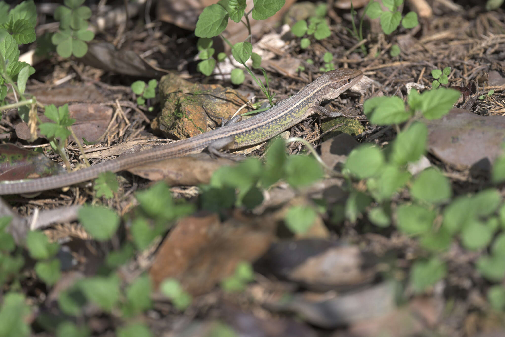 Image of China Grass Lizard