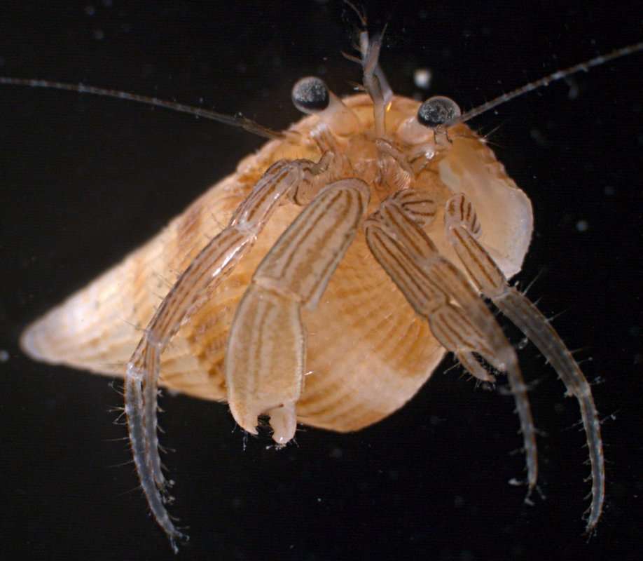 Image of <i>Pagurixus maorus</i>