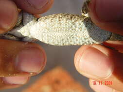 Image of Socorro Island Tree Lizard