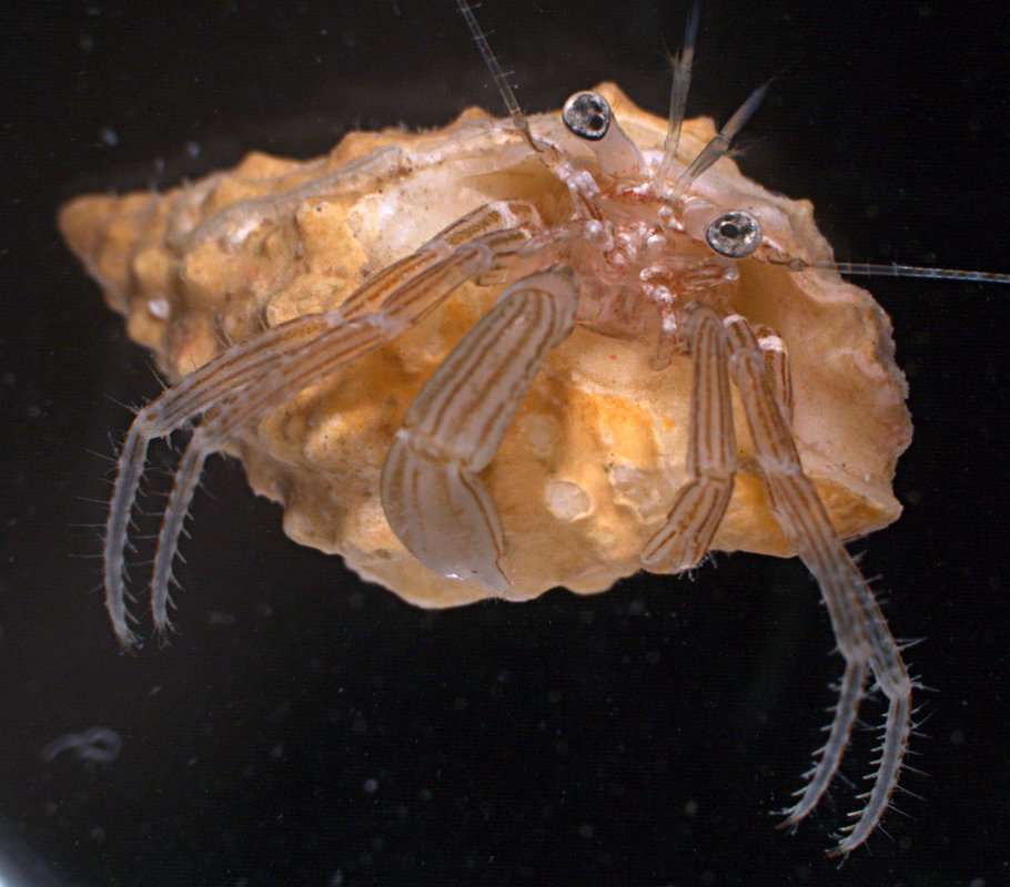 Image of <i>Pagurixus maorus</i>