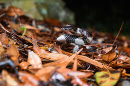 Image of Banded Wolf Snake