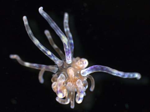 Image of Boloceroididae Carlgren 1924