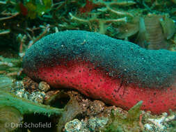 Image of Pinkfish