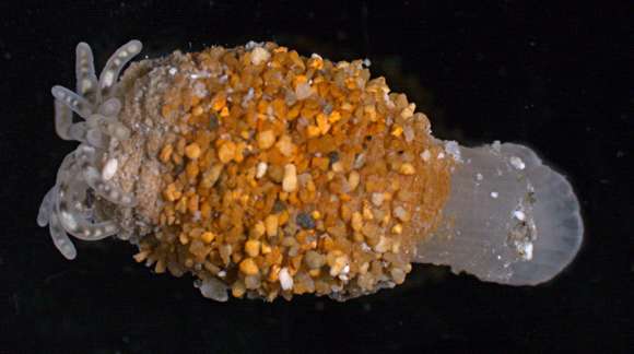 Image of hexacorallians