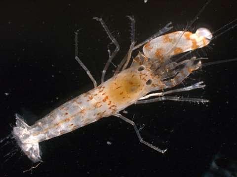 Image of daisy snapping shrimp