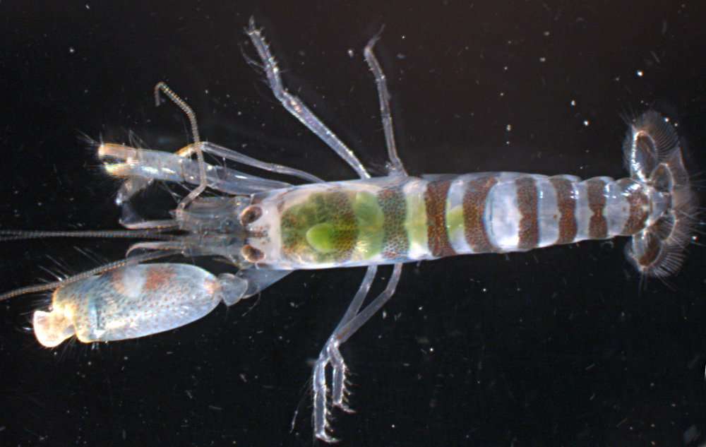 Image of green-banded snapping shrimp