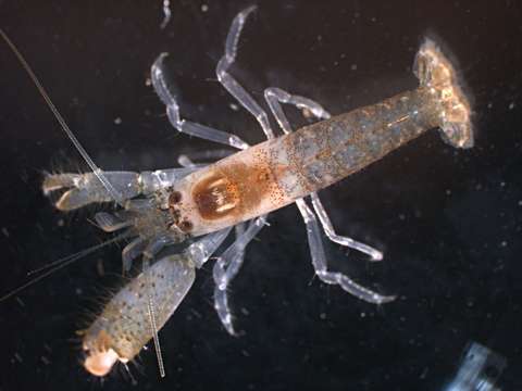 Image of <i>Metalpheus paragracilis</i>