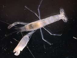 Image of smoothclaw snapping shrimp