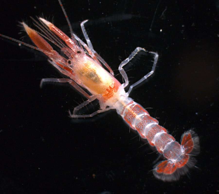 Image of Axiopsis Affinis