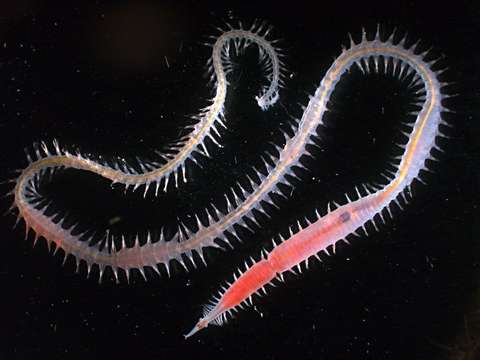 Image of bloodworms