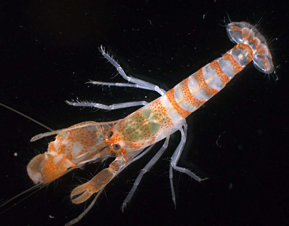 Image of brownbar snapping shrimp