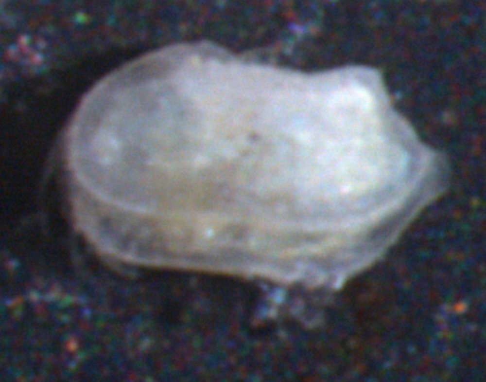 Image of Loxoconchidae Sars 1925