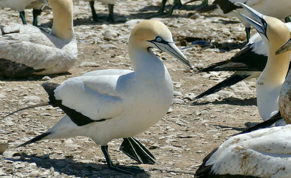 Image of Cape Gannet