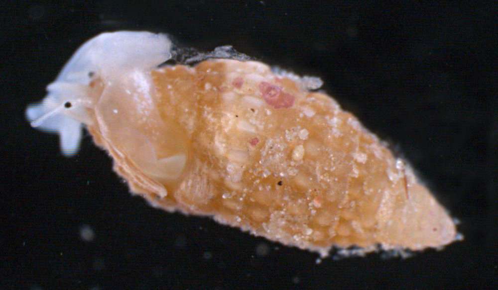 Image of Horaiclavidae Bouchet, Kantor, Sysoev & Puillandre 2011